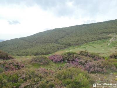 Pico del Lobo - Sierra de Ayllón; cerezos en flor puerto de cotos rutas sierra madrid hayedo de irat
